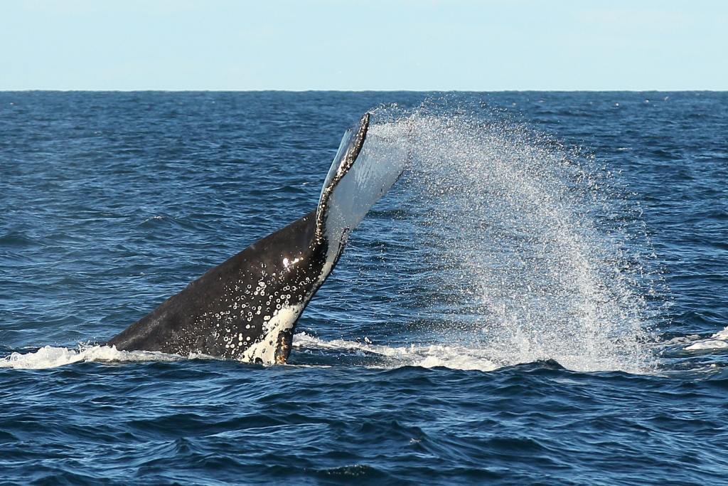 Humpback Whale Washes Up On North Carolina Island