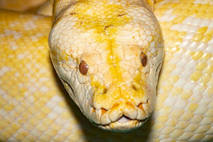 Massive Snake Found Underneath The Hood Of A Car