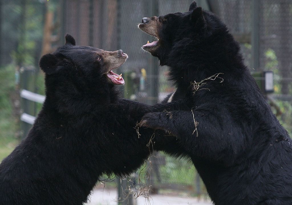 Bears In North Carolina