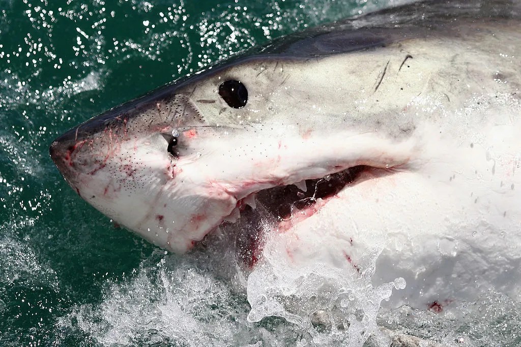 North Carolina and South Carolina Beaches Most Shark Infested beaches In the World